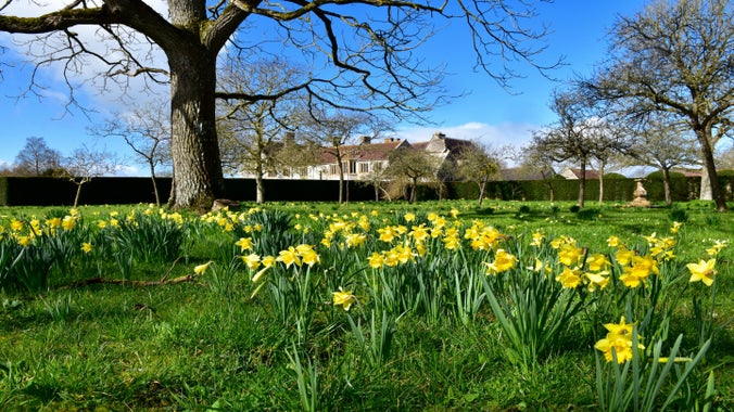 Daffodils at Lytes Cary